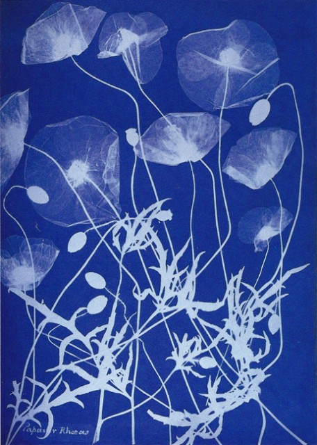 Anna Atkins (1799-1871). Papaver rhoeas. Paper watermarked 1845. Cyanotype from the Atkins-Dixon album presented by Anne Dixon to her nephew in 1861. Image from A History of Women Photographers, published by Abbeville Press.